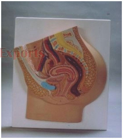 HUMAN FE-MALE REPRODUCTIVE SYSTEM